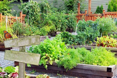 How to Start and Care for a Kitchen Garden to Fulfill Your Culinary Needs | Martha Stewart