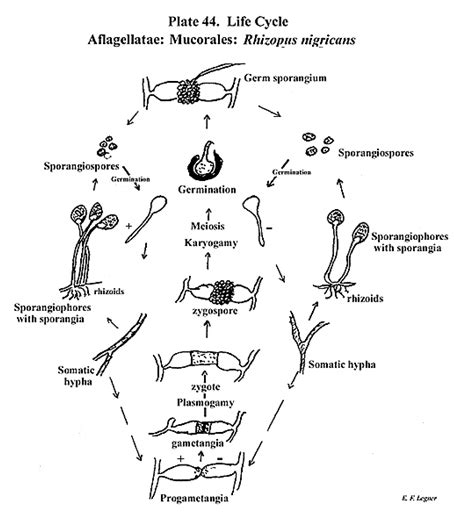 Rhizopus stolonifer- Black Bread Mold Reproduction