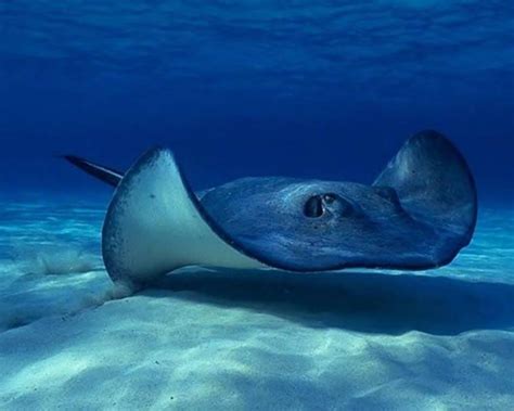 Stingray Animal Wallpapers - Wallpaper Cave