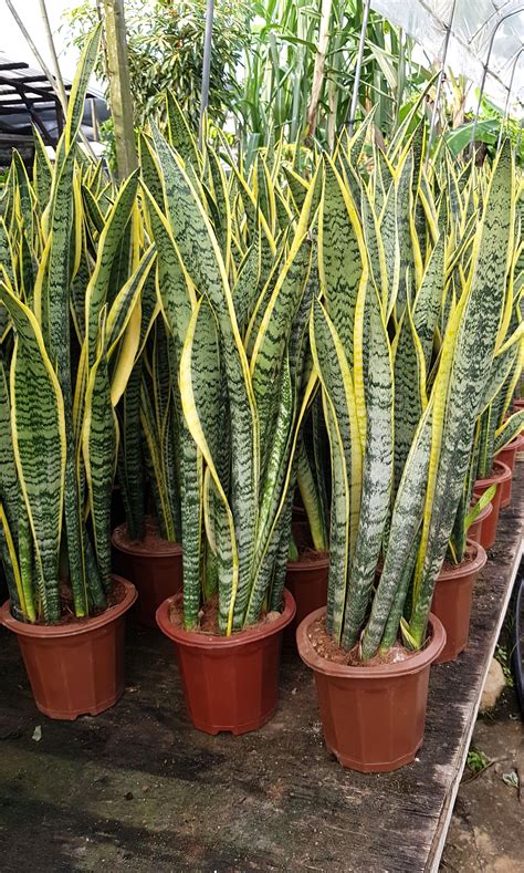 Snake Plant Varieties