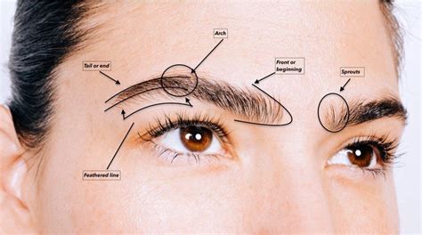 Eyebrow Transplant Surgery: What is it, How it Works, and Risks - Terra ...