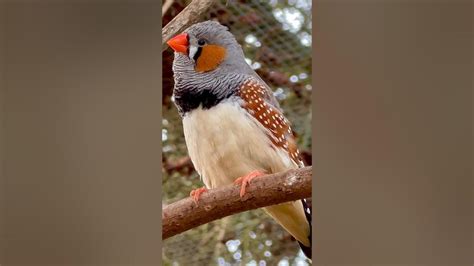 Finch Sounds - zebra finch male singing #birds #bird - YouTube