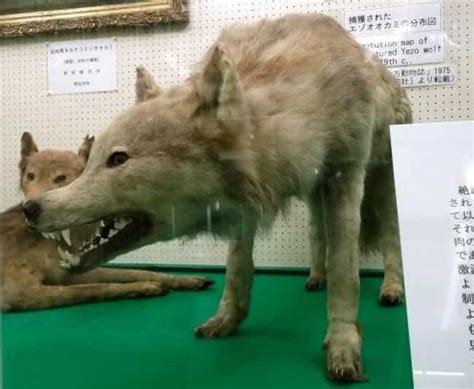 List Of Extinct Wolves, From Dire Wolf to the Japanese Wolf