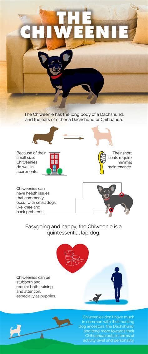 Chiweenie dog breed | Chiweenie dogs, Chiweenie, Chiweenie puppies