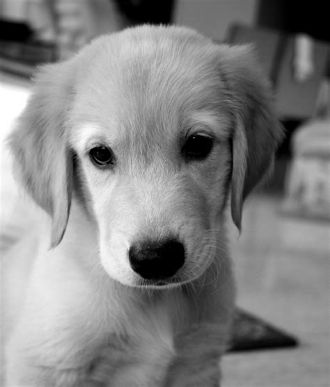 Free Images : black and white, puppy, animal, cute, canine, pet, young ...