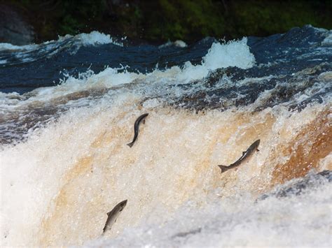 Wild Atlantic Salmon - Newfoundland and Labrador, Canada