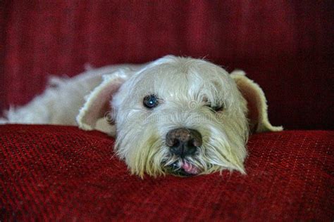 Sad Dog. stock photo. Image of looking, sofa, doggy - 154455724