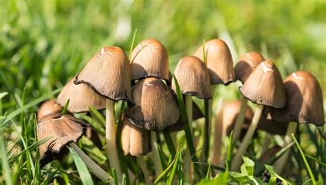 10 Most Poisonous Mushrooms + Foraging Safety List