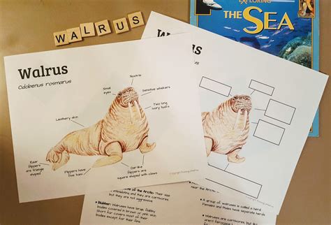 Walrus Anatomy and Facts Lesson Plans Homeschool | Etsy