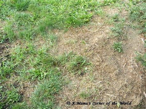 Grass Update: Fall Lawn Reseeding Before and After ~ A Mama's Corner of ...