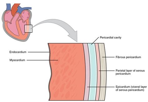 Acute Pericarditis — Causes and Treatment | Medical Library