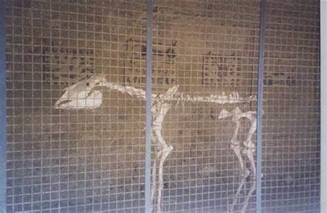 I.8.12 Pompeii. July 2011. Skeleton of horse or donkey, with display of ...