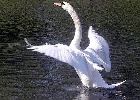 Mute Swan Facts | Anatomy, Diet, Habitat, Behavior