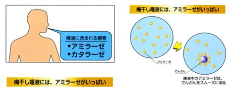 カタラーゼ (カタラーゼ) - Japanese-English Dictionary - JapaneseClass.jp