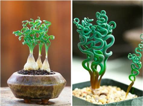 20 Weird House Plants You Didn’t Know You Needed | Weird plants ...