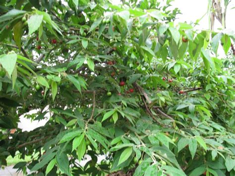 Aratilis Fruit Tree | Fruit Trees