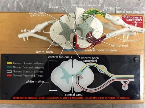 anterior view of spinal cord - labeled (doesn't show meningeal coverings) | Nerve anatomy ...