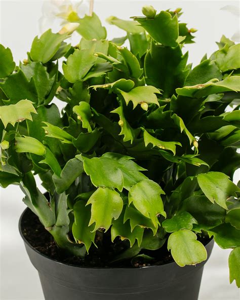 White Christmas Cactus | Holiday Plants | Lively Root