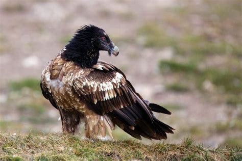 Bearded Vulture Facts - CRITTERFACTS