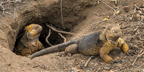 Land Iguana | Go Galapagos