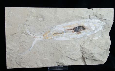 10.5" Soft Bodied Squid Fossil - Preserved Ink Sack (#10108) For Sale ...