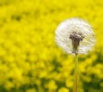 6 Foods For Allergies & What To Avoid If You Suffer With Hay Fever ...