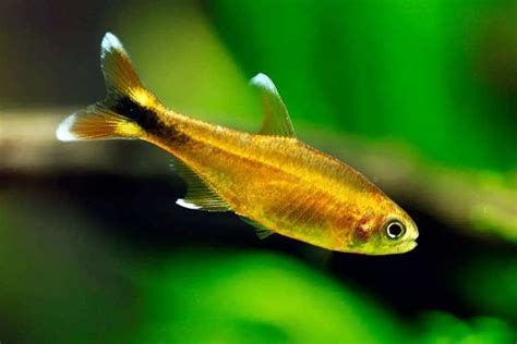 Tetra Fish: All Tetra Species - The Aquarium Adviser