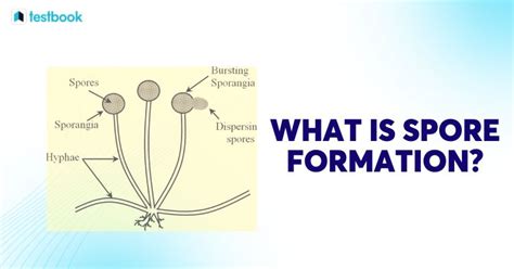 What is Spore Formation? Check Definition, Uses, Details Here