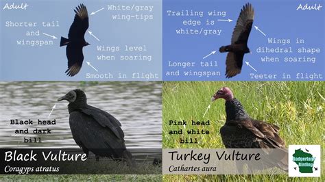 California Condor Vs Turkey Vulture: How to Tell Them Apart