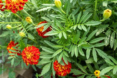 Orange marigold flowers, top view. Tagetes bush, close-up. Background from bright french ...