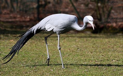 Blue Crane, The National Bird Of South Africa - WorldAtlas
