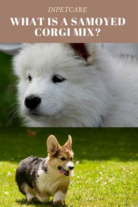 What Is A Samoyed Corgi Mix? | Corgi mix, Corgi, Samoyed