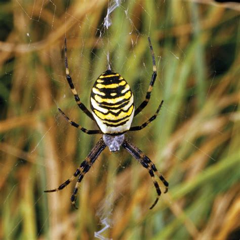 Do We Really Swallow Spiders in Our Sleep? | Britannica