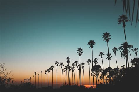 Sunset and Palm Trees Los Angeles California Nature - Etsy