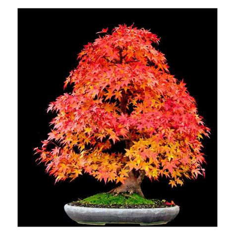 Sugar Maple Bonsai Seeds