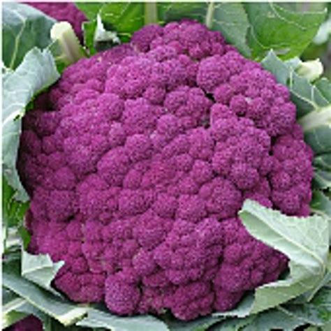 Graffiti Cauliflower Seeds - Etsy