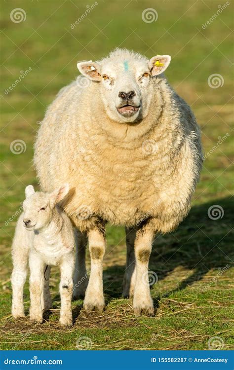 Texel Ewe Female Sheep with Her Newborn Lamb. Portrait, Vertical Stock Image - Image of hill ...