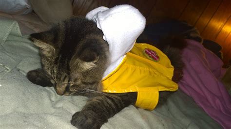 I put my Cat in a Banana Costume (10 Pics of my Cat in Banana Costume ...