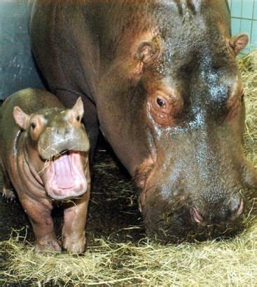 Mom and Baby Hippo - Hippos Photo (24490583) - Fanpop