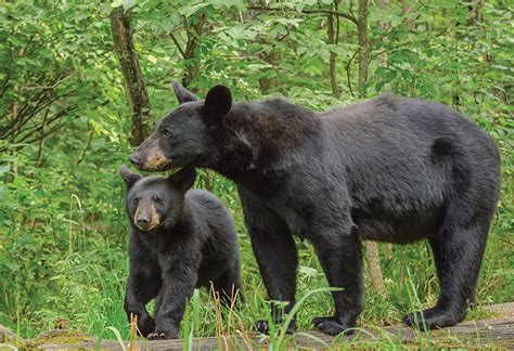 Entries being accepted for Tennessee Wildlife’s annual calendar photo ...