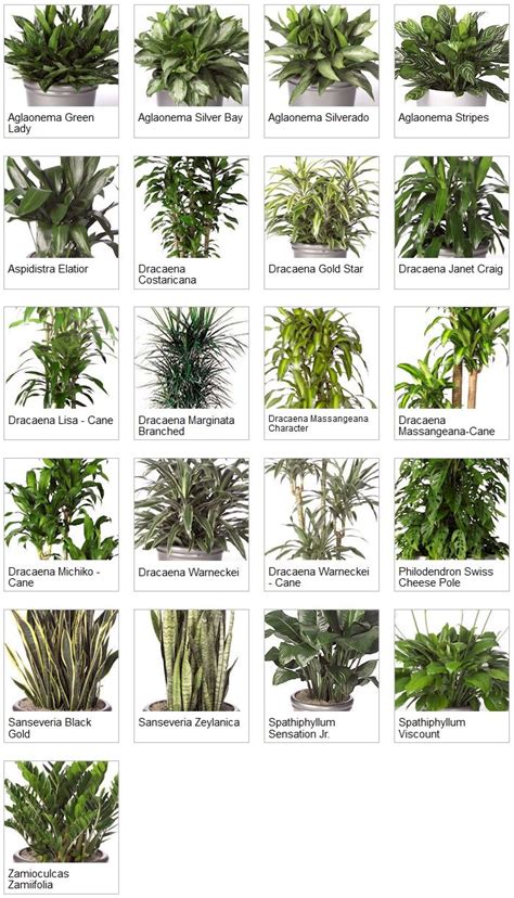 Indoor Tropical Plants | Tropical house plants, Indoor tropical plants ...