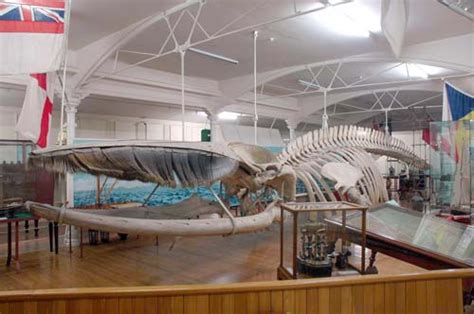 Fin whale skeleton – Whales – Te Ara Encyclopedia of New Zealand