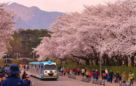 6 Tempat Asyik untuk Menikmati Musim Semi di Korea