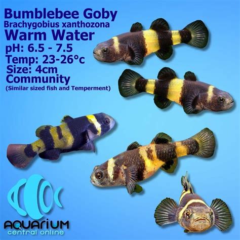 Bumblebee Goby (Brachygobius xanthozona) 2cm - Aquarium Central