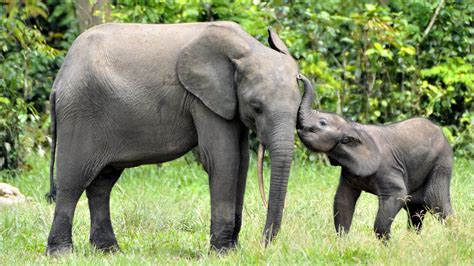 Elephant Mom Thanks Rescuers For Saving Her Child - Simplemost