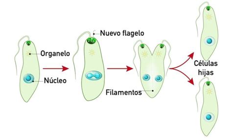 Fisión Binaria - Concepto, etapas, tipos y ejemplos