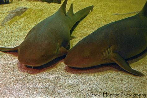 Sharks, Sea Center Texas | Texas Sharks at the aquarium and … | Flickr