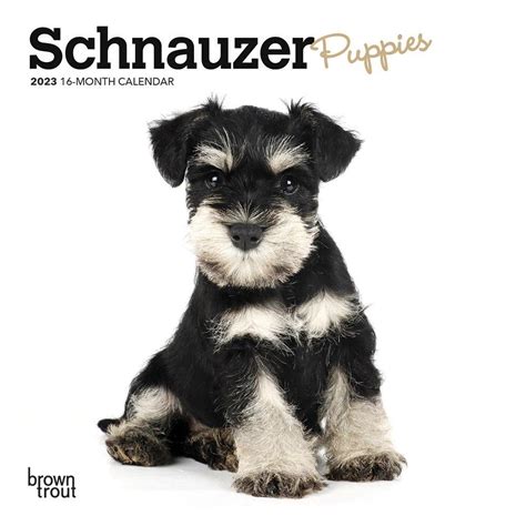 What Breeds Make A Schnauzer