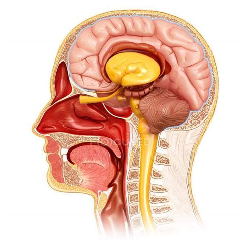 Querschnitt durch die menschliche Kopfanatomie — menschliche ...