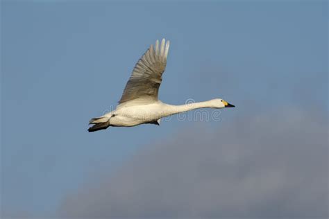 Bewick`s Tundra Swan, Cygnus Columbianus, Holarctic Swan in the Nature ...